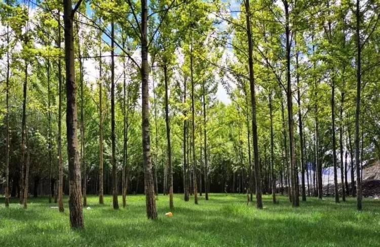 小山推荐丨过林卡吃酸奶还能做SPA山南避暑杠杠的~